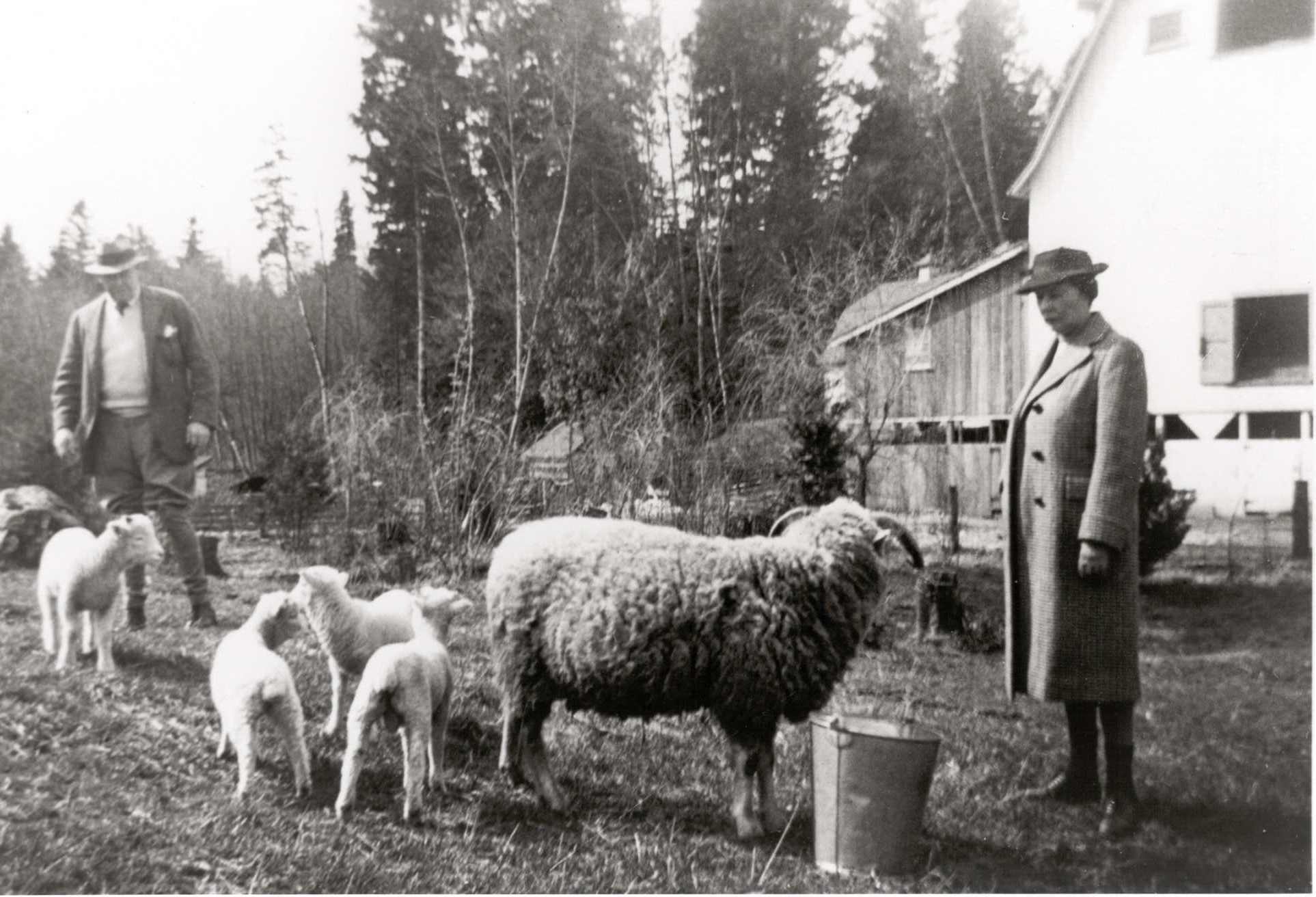 Aldyen and Sheep