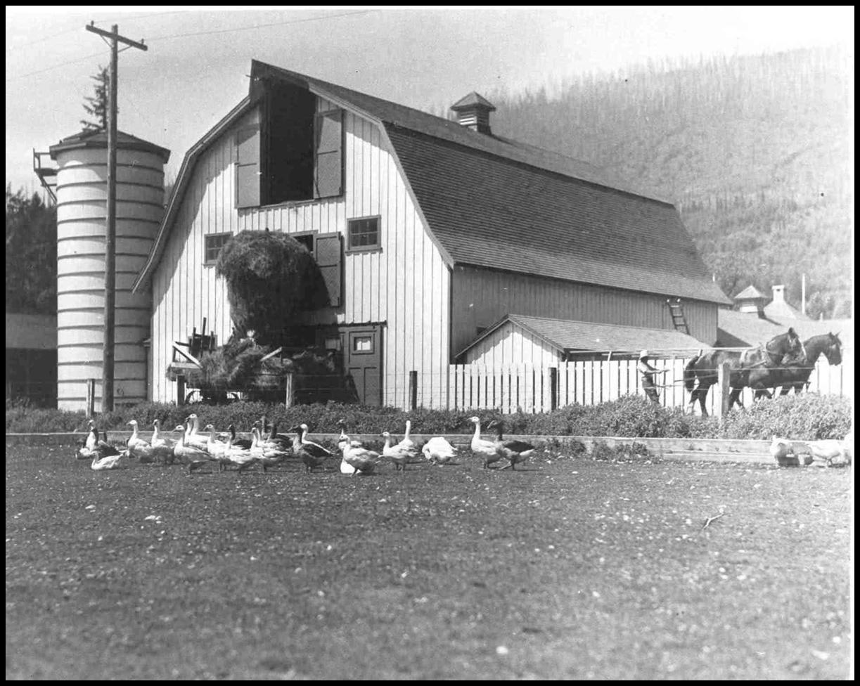 Geese in front of Horse Barn