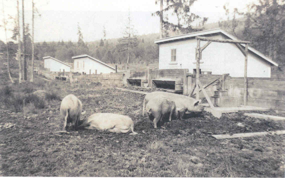 Pig Sties 1935