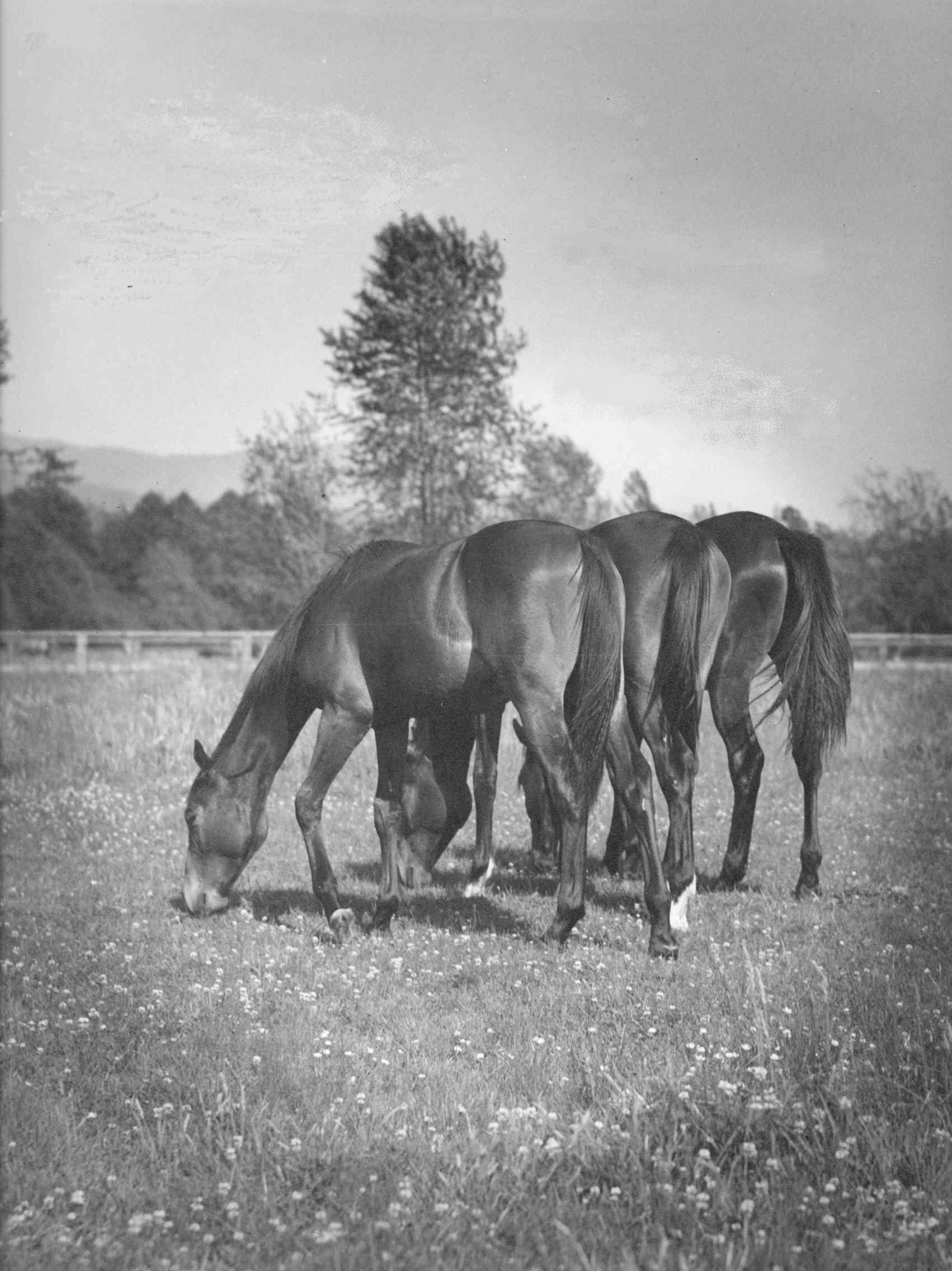 Horses