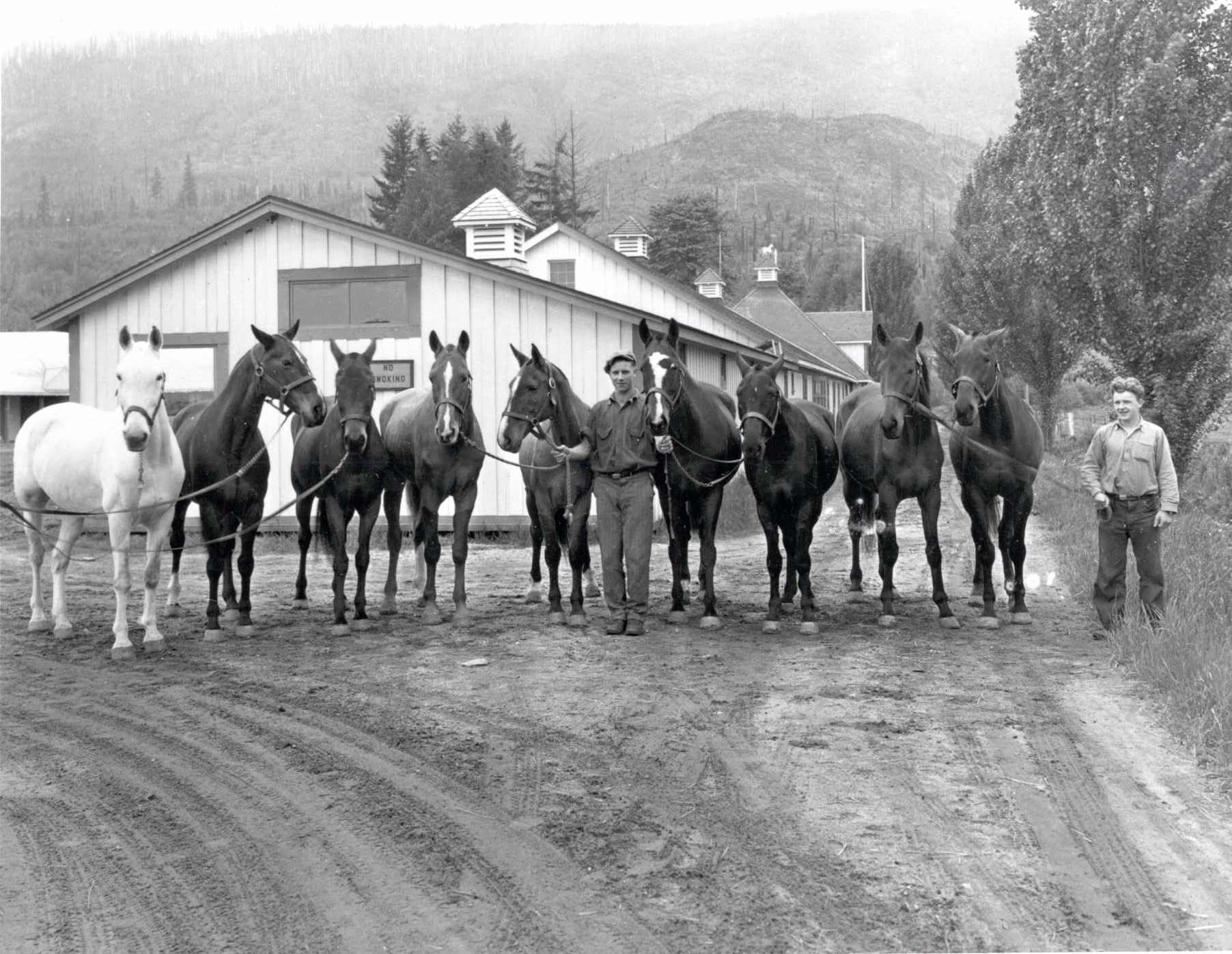 Horses 1937