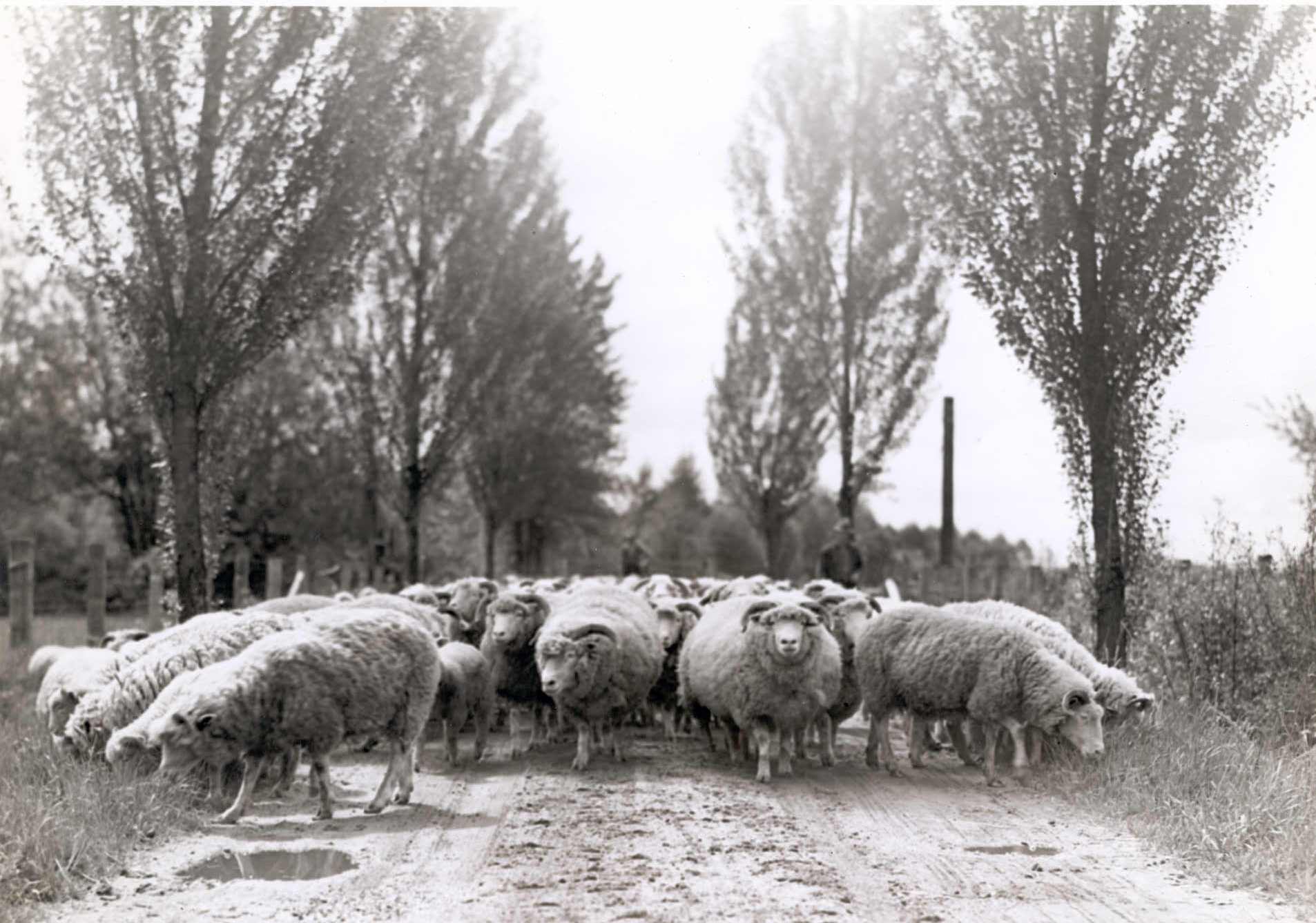 Sheep 1935