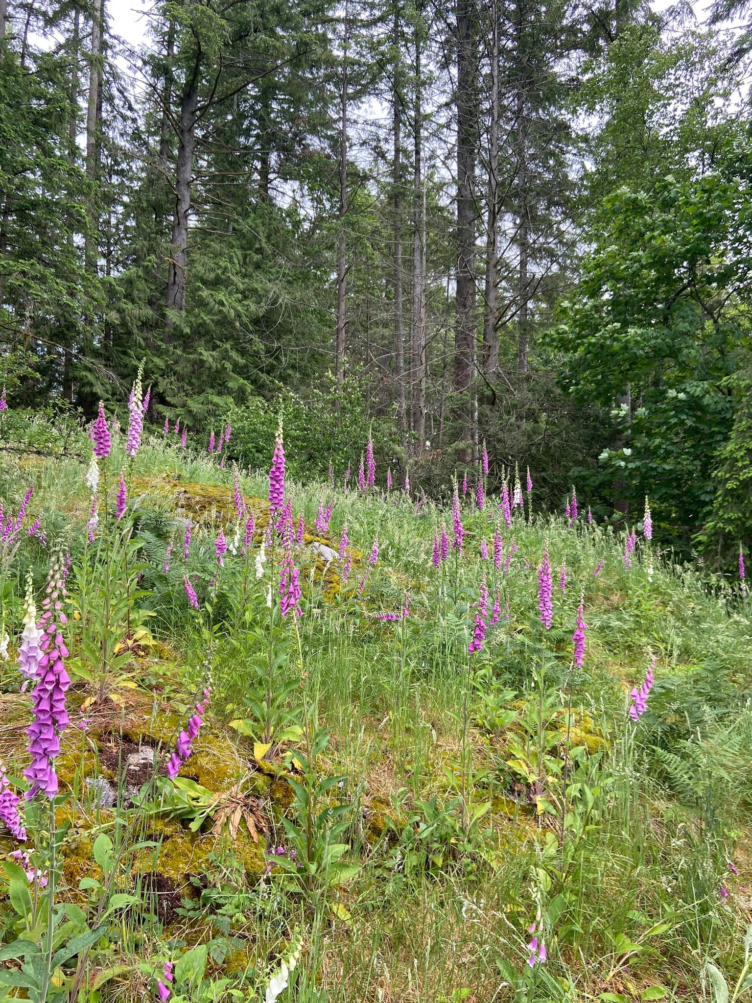 Wildflowers by Julie Kanya