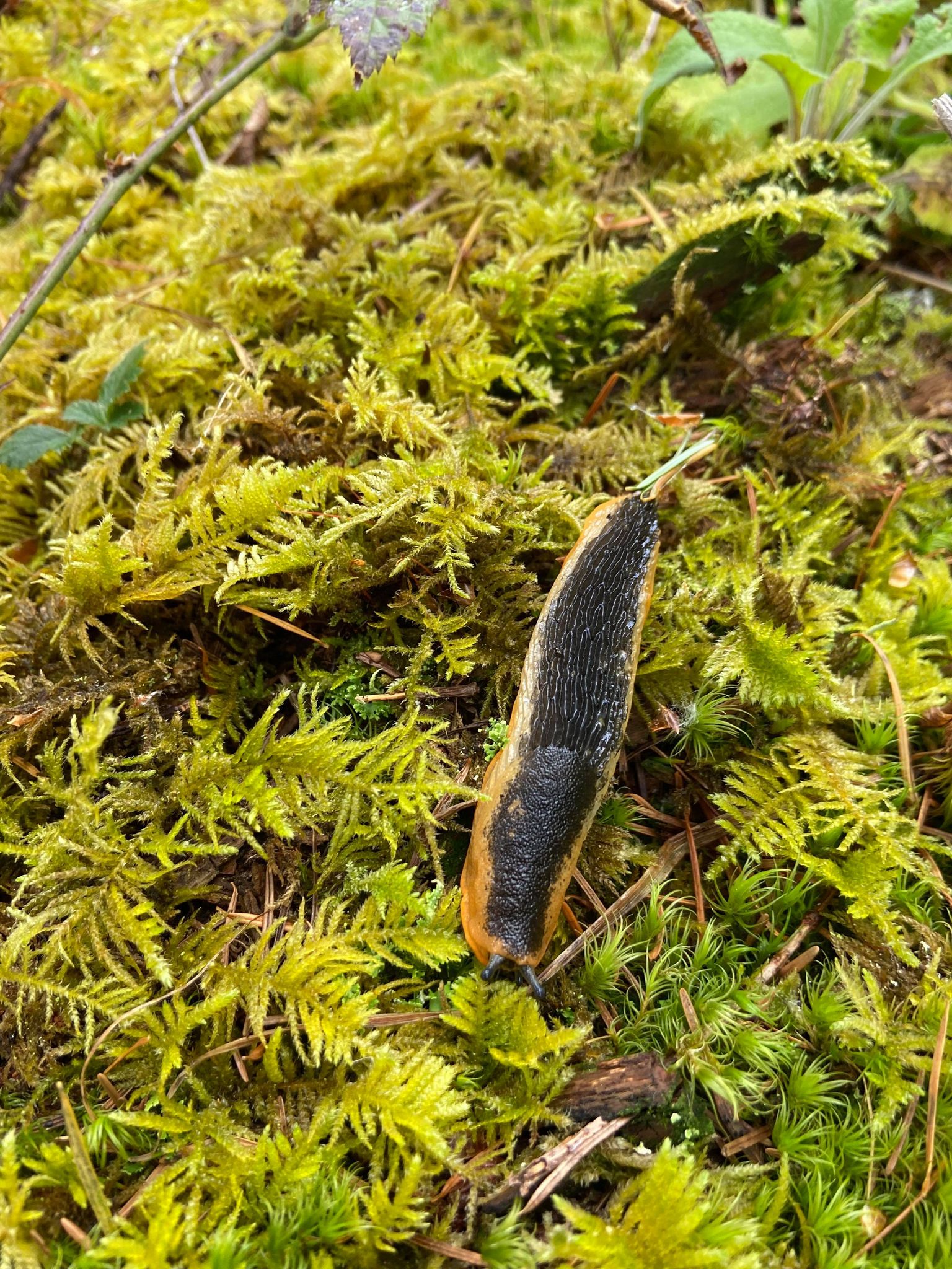 Mossy Slug by Julie Kanya