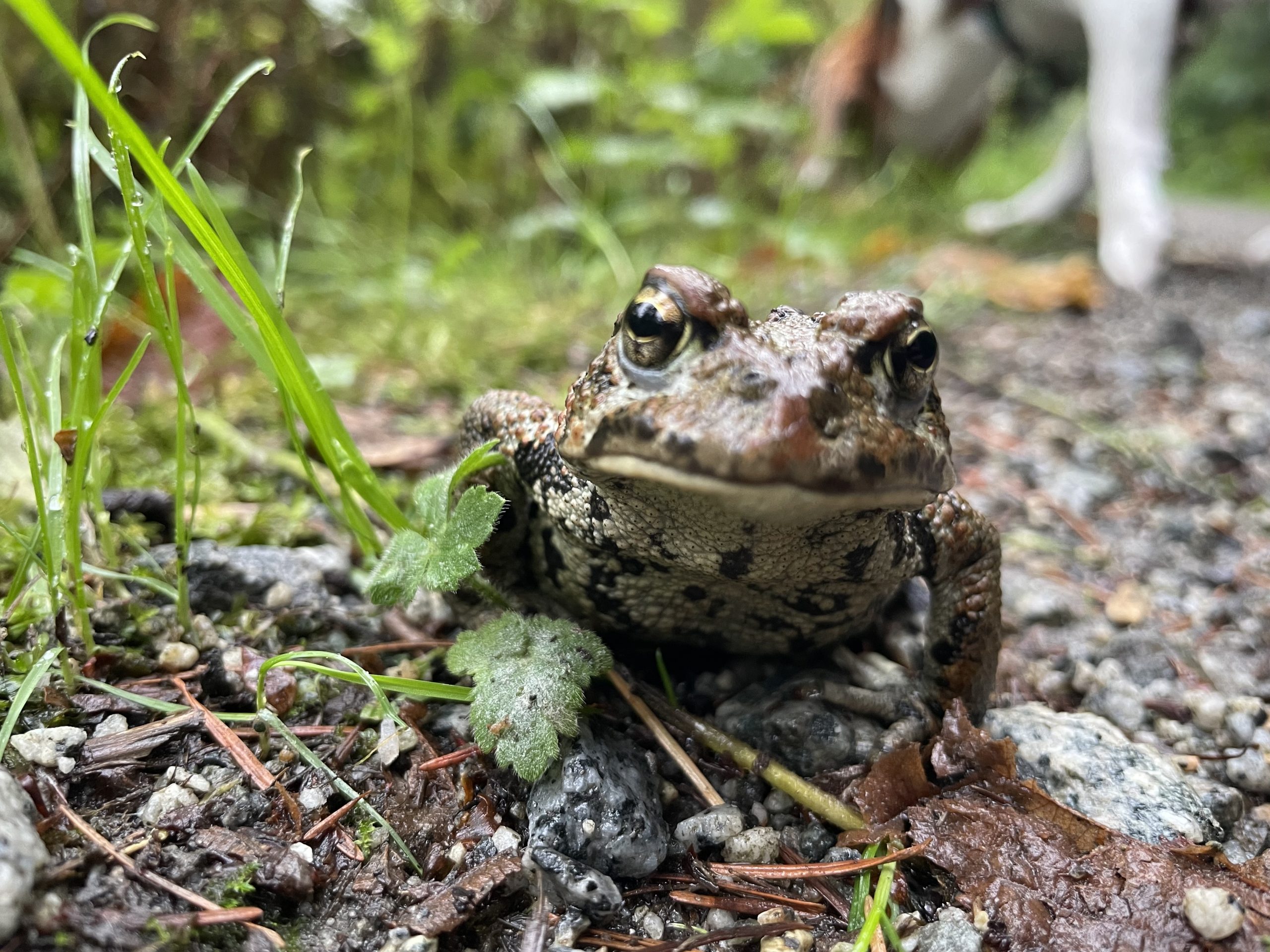 Bullfrog by Julie Kanya