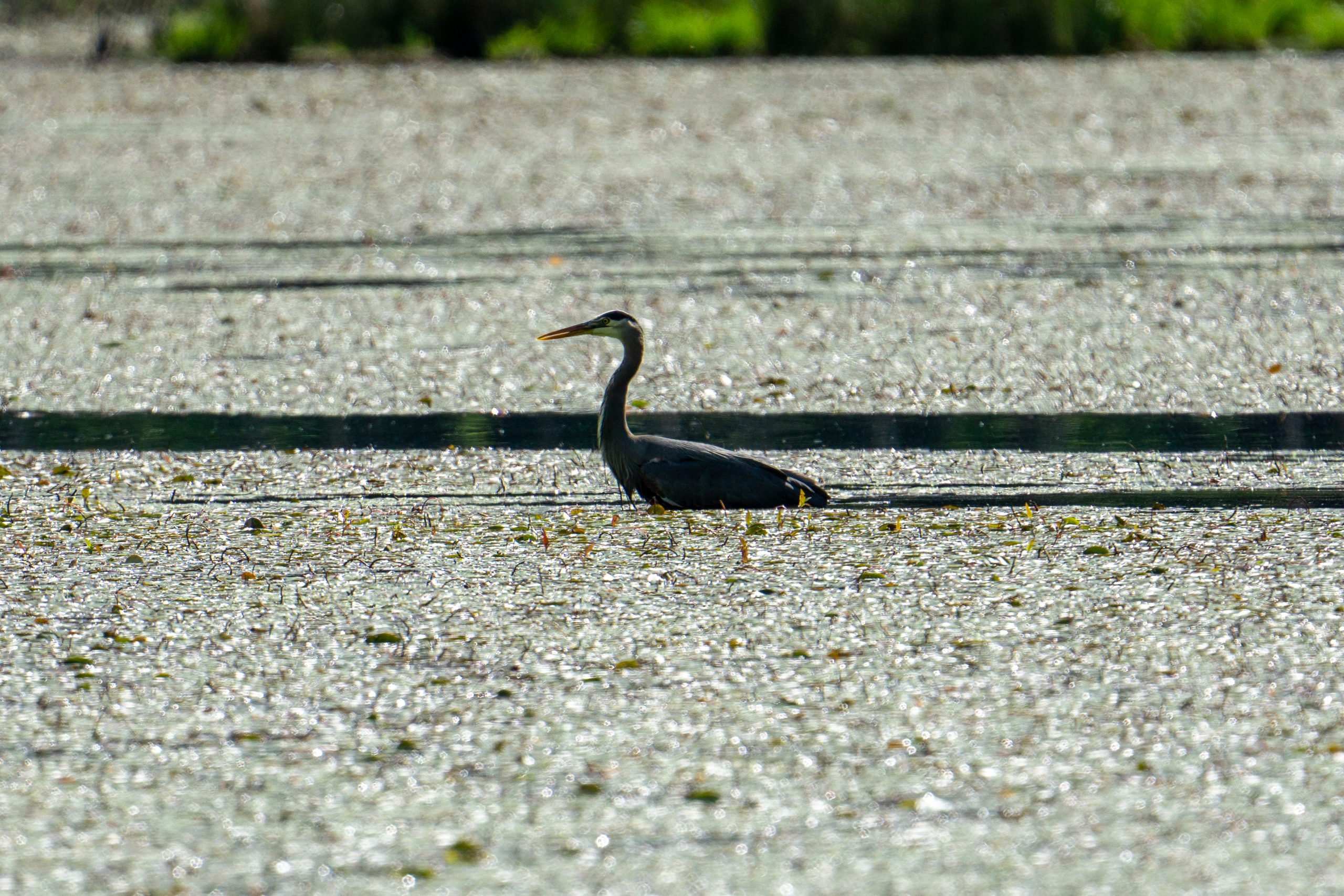 Blue Heron by Torin Kelly