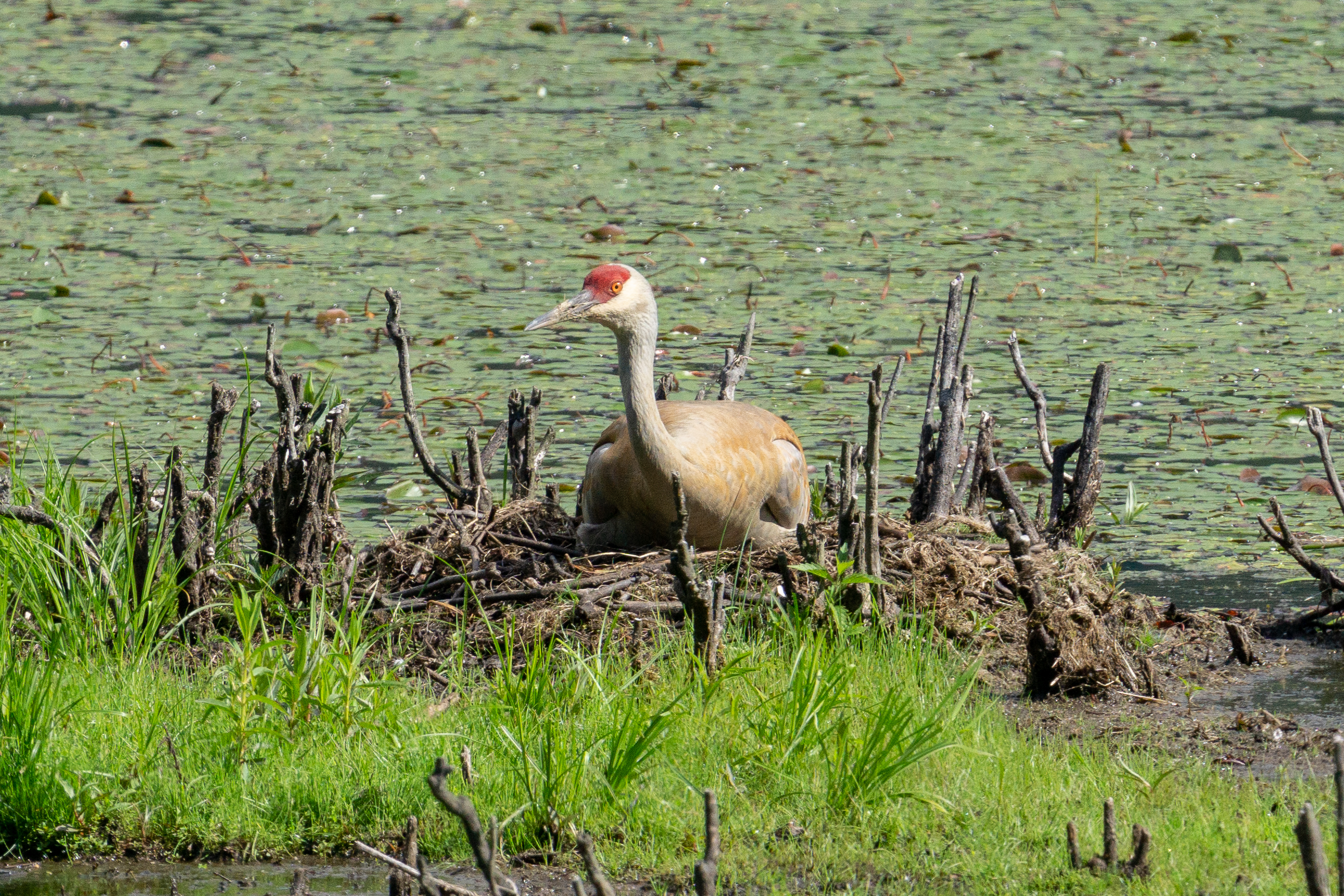 Sandhill Crane by Torin Kelly