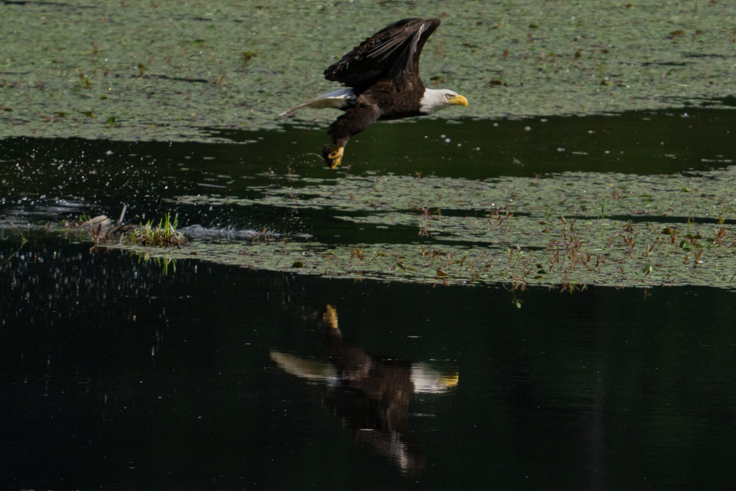 Eagle Fishing by Torin Kelly