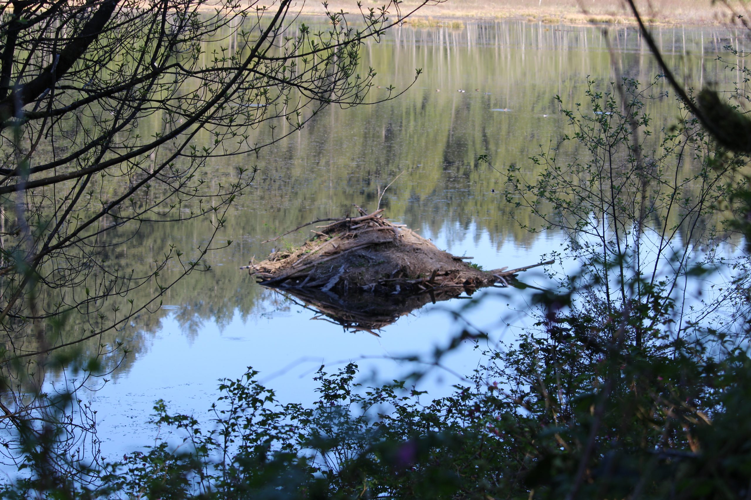 Beaver Lodge by Julie Kanya