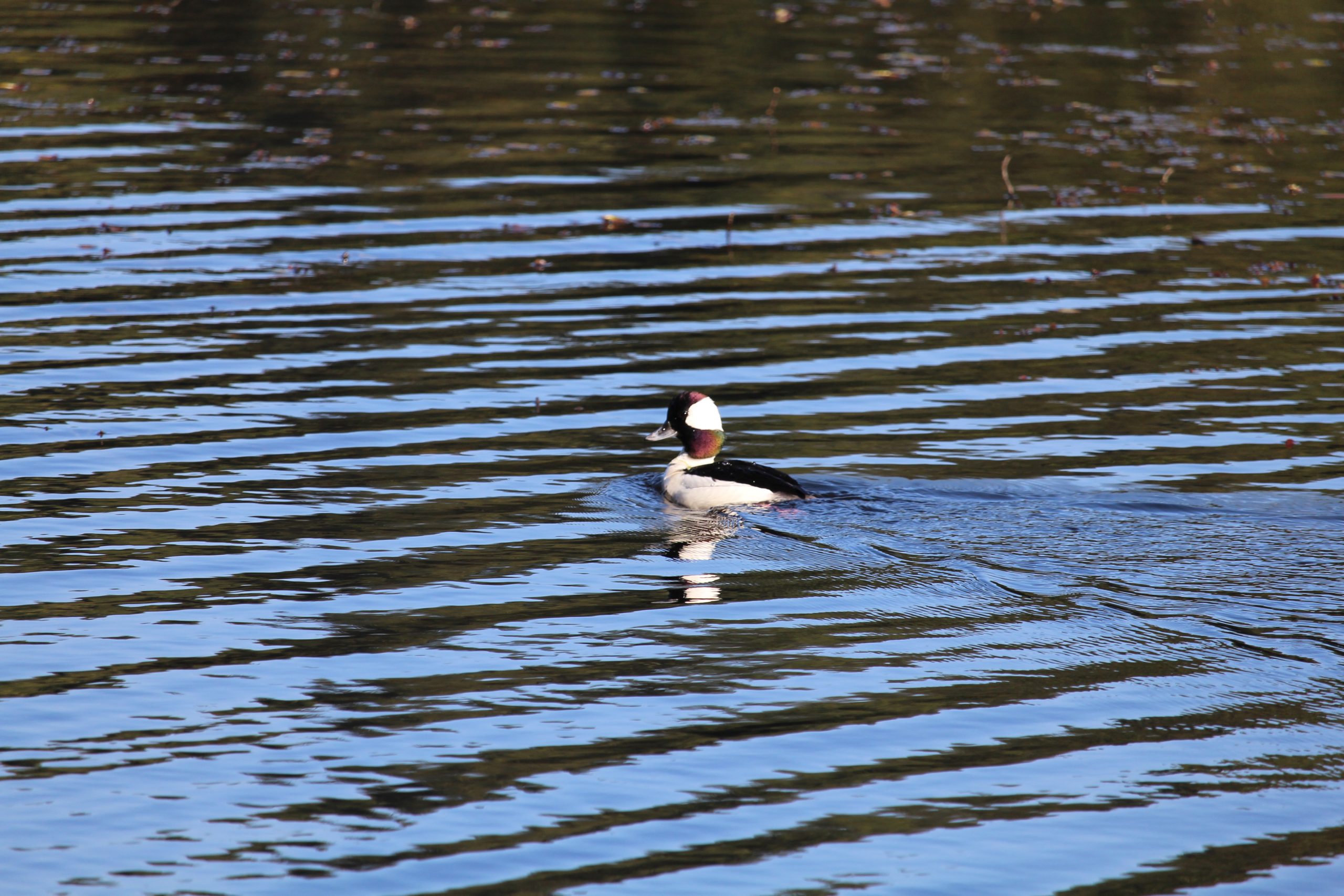 Bufflehead by Julie Kanya