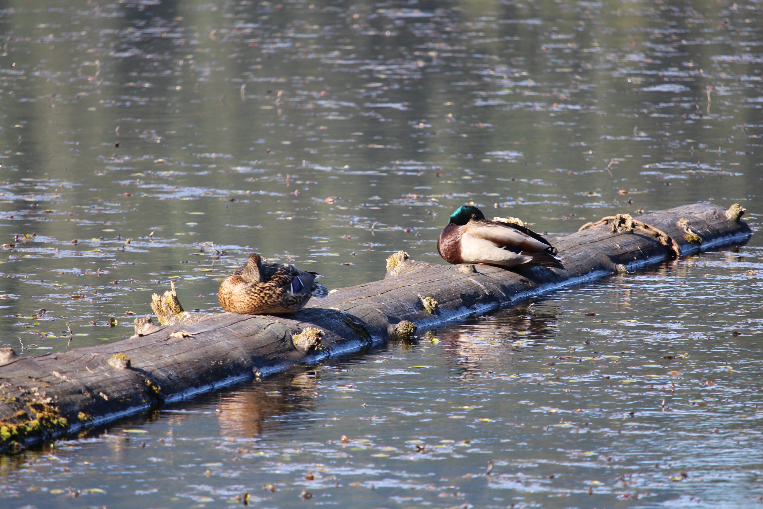 Mallard Pair by Julie Kanya