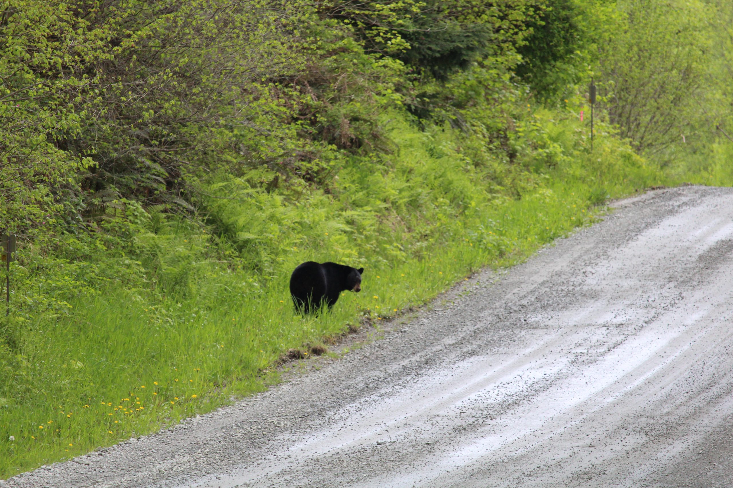 Roadside Black Bear by Julie Kanya