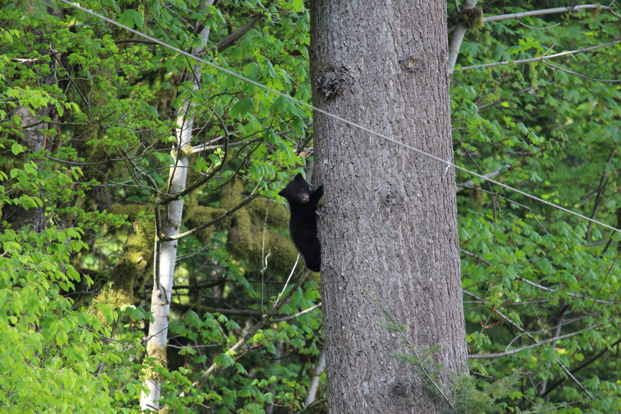 Treed bear cub by Julie Kanya