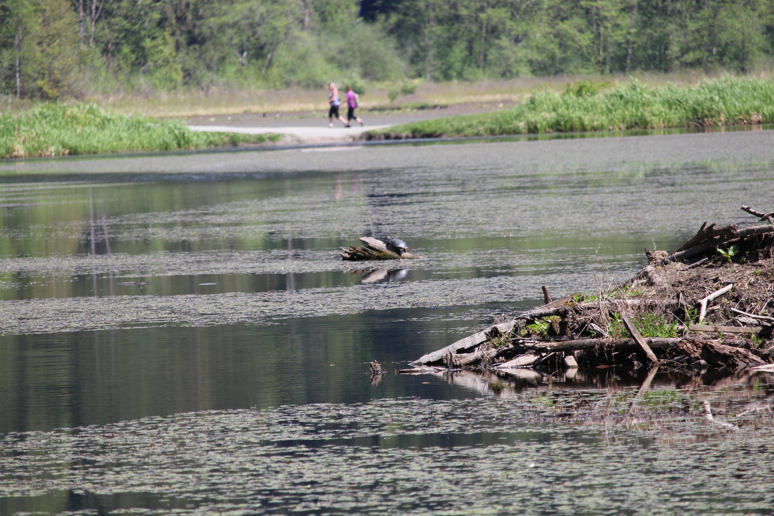 Marsh Scene by Julie Kanya