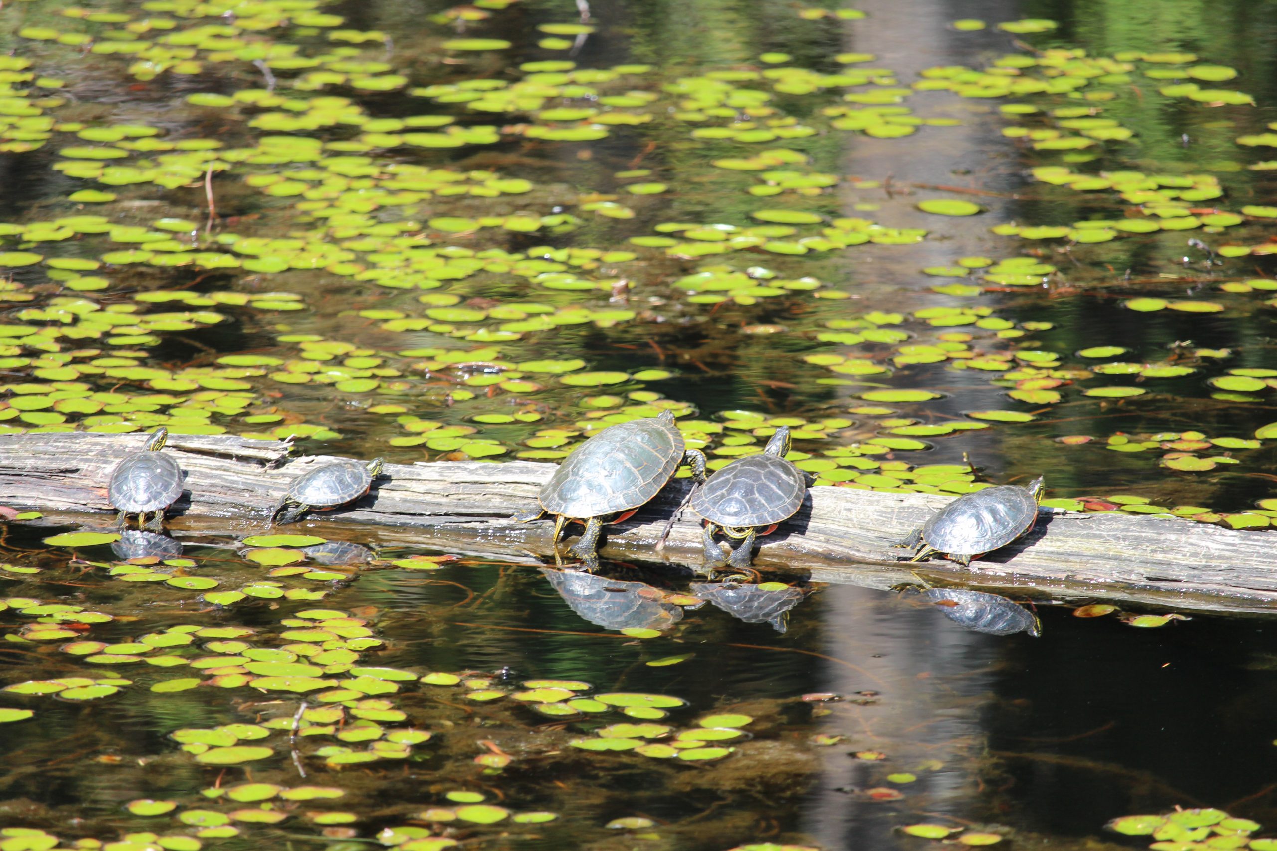 Coastal Painted Turtles by Julie Kanya