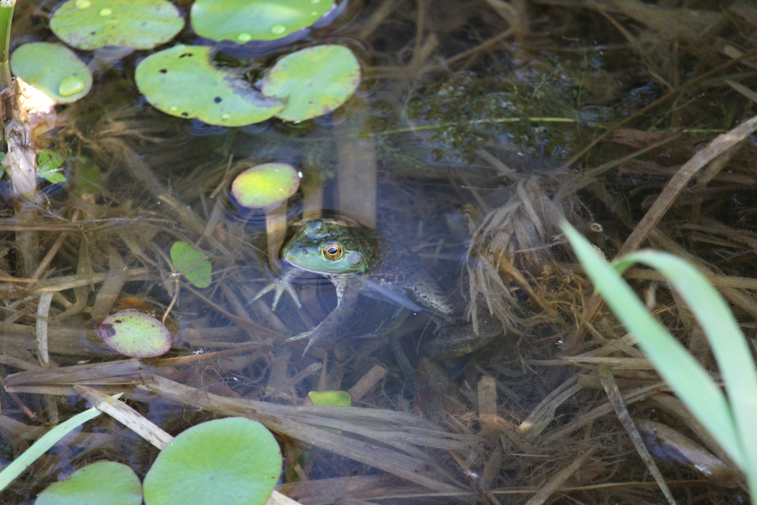 Green frog by Julie Kanya