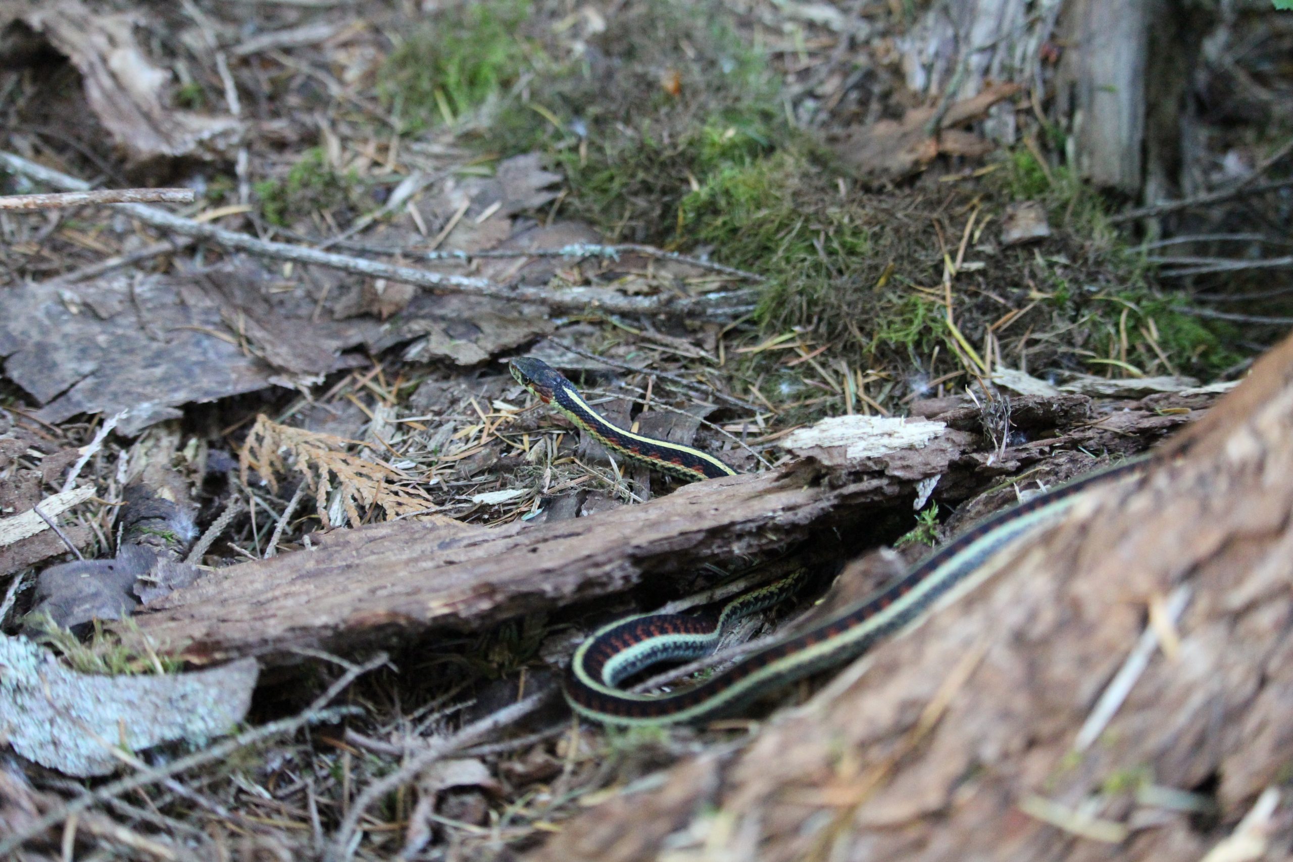 Long Garter Snake by Julie Kanya