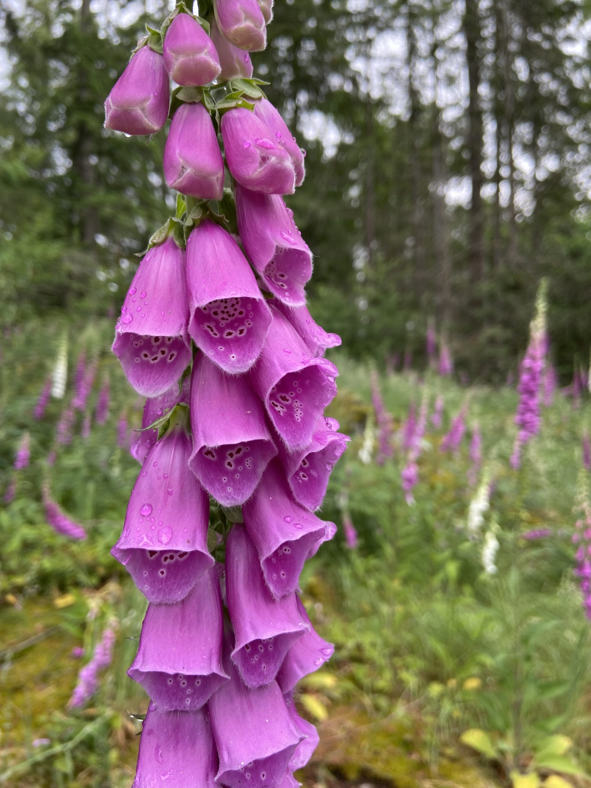 Pink Foxglove by Julie Kanya