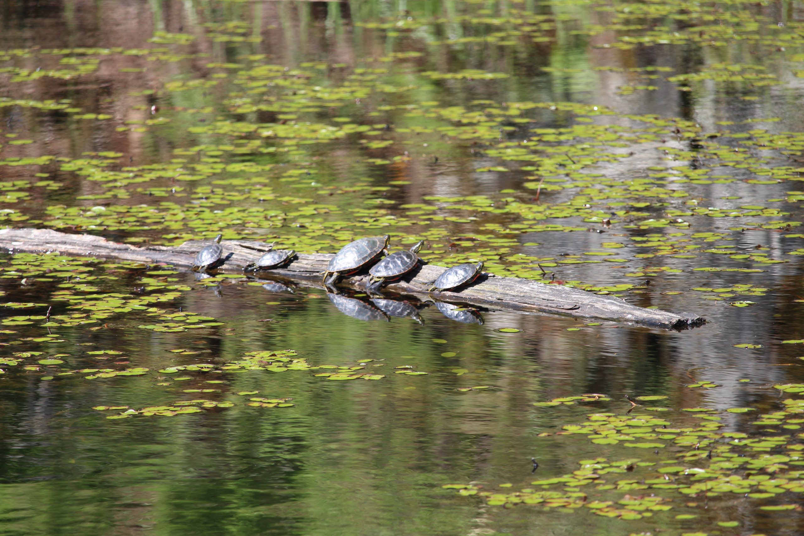 Coastal Painted Turtles by Julie Kanya