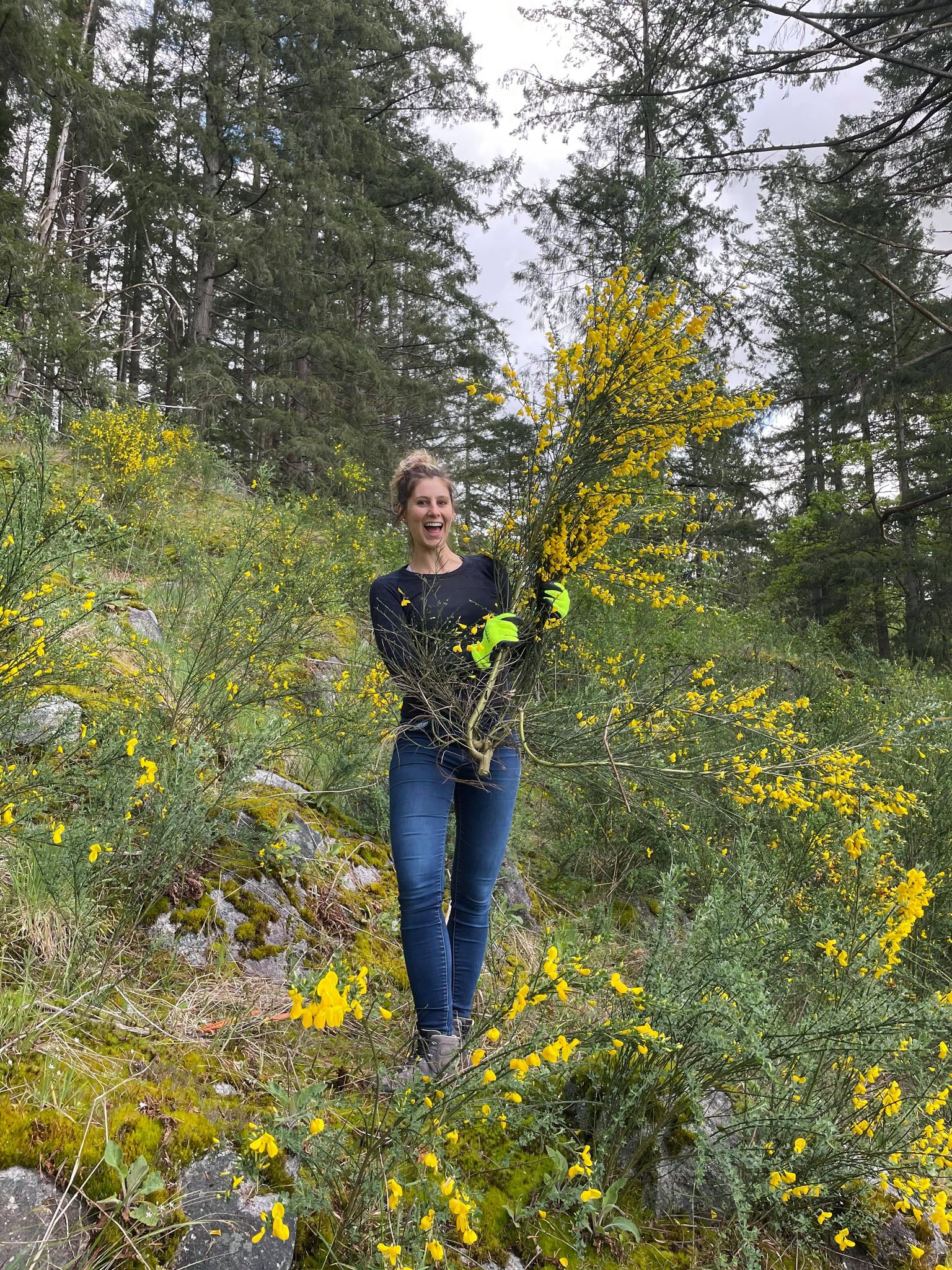 SCOTCH BROOM REMOVAL (6)