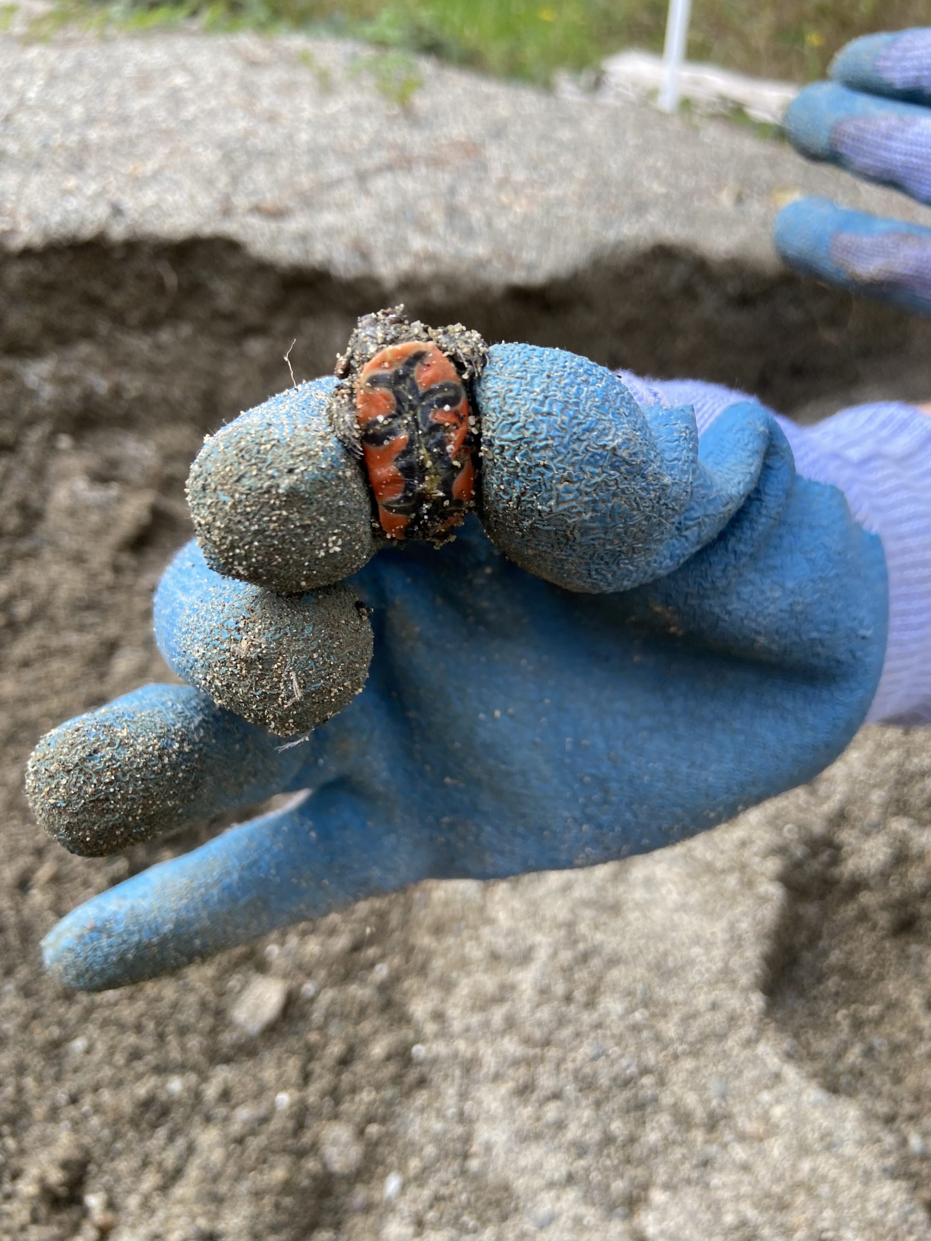 Sept 8 Turtle beach maintenance (16)